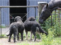 Puppys van Bliss040622-0032